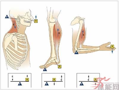抗阻训练  肌肉关节动作