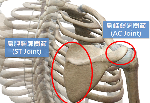 狂练胸肌，肩膀可能坏光光?!-第4张图片-体能网