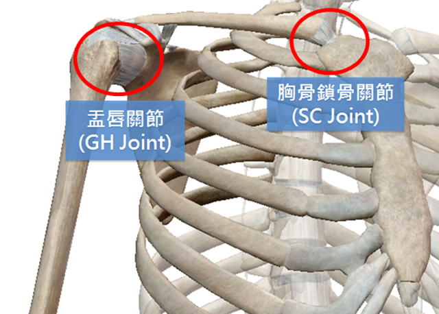 狂练胸肌，肩膀可能坏光光?!-第3张图片-体能网