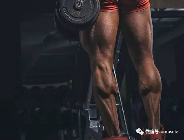 最强腿部训练计划-第1张图片-体能网