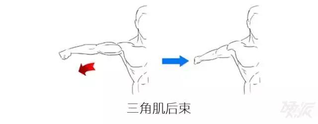 面拉：一个对肩关节形态、健康和改善圆肩等体型有效的动作-第5张图片-体能网