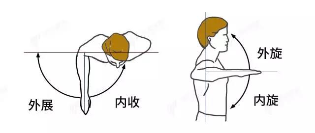 面拉：一个对肩关节形态、健康和改善圆肩等体型有效的动作-第9张图片-体能网