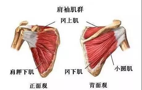 肩部训练