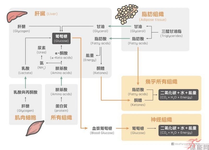 生酮饮食与低糖饮食（低碳饮食）可能的好处与风险-第5张图片-体能网