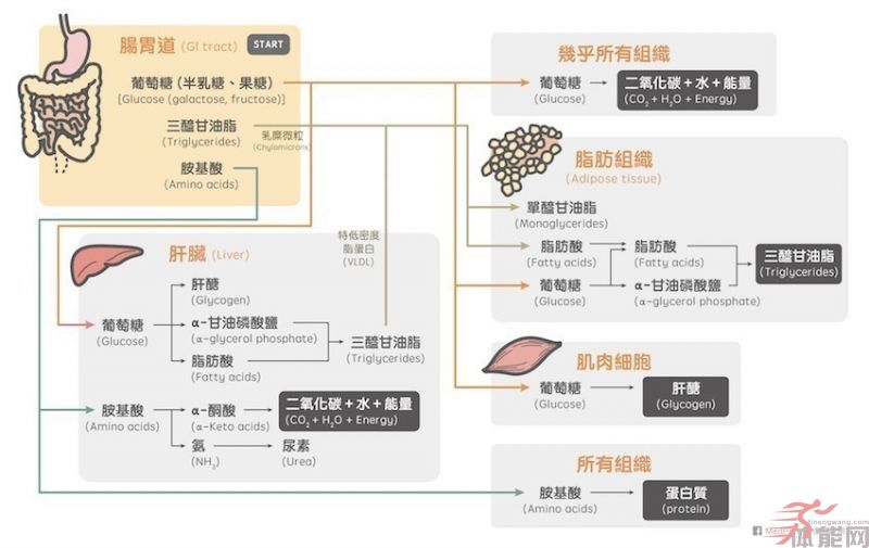 生酮饮食与低糖饮食（低碳饮食）可能的好处与风险-第1张图片-体能网