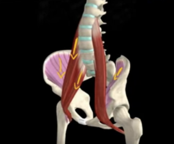 腰大肌自我放松-第1张图片-体能网 腰大肌自我放松-第1张图片-体能网