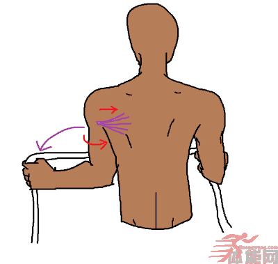锻炼背肌既可美化体态矫正驼背还可显瘦,但你练对了吗?-第9张图片-体能网 锻炼背肌既可美化体态矫正驼背还可显瘦,但你练对了吗?-第9张图片-体能网