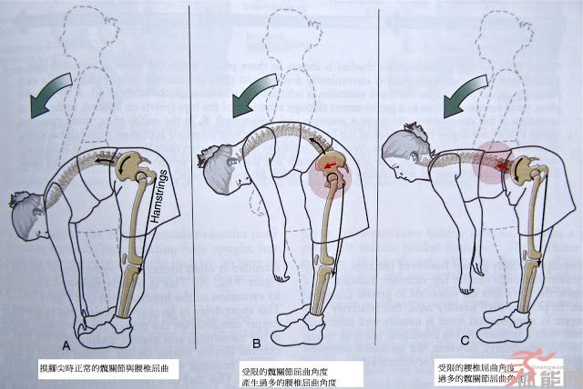 到底应该先具备活动度还是稳定度呢?腰椎有活动度是坏事吗?-第4张图片-体能网 到底应该先具备活动度还是稳定度呢?腰椎有活动度是坏事吗?-第4张图片-体能网