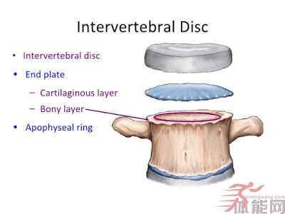 椎间盘
