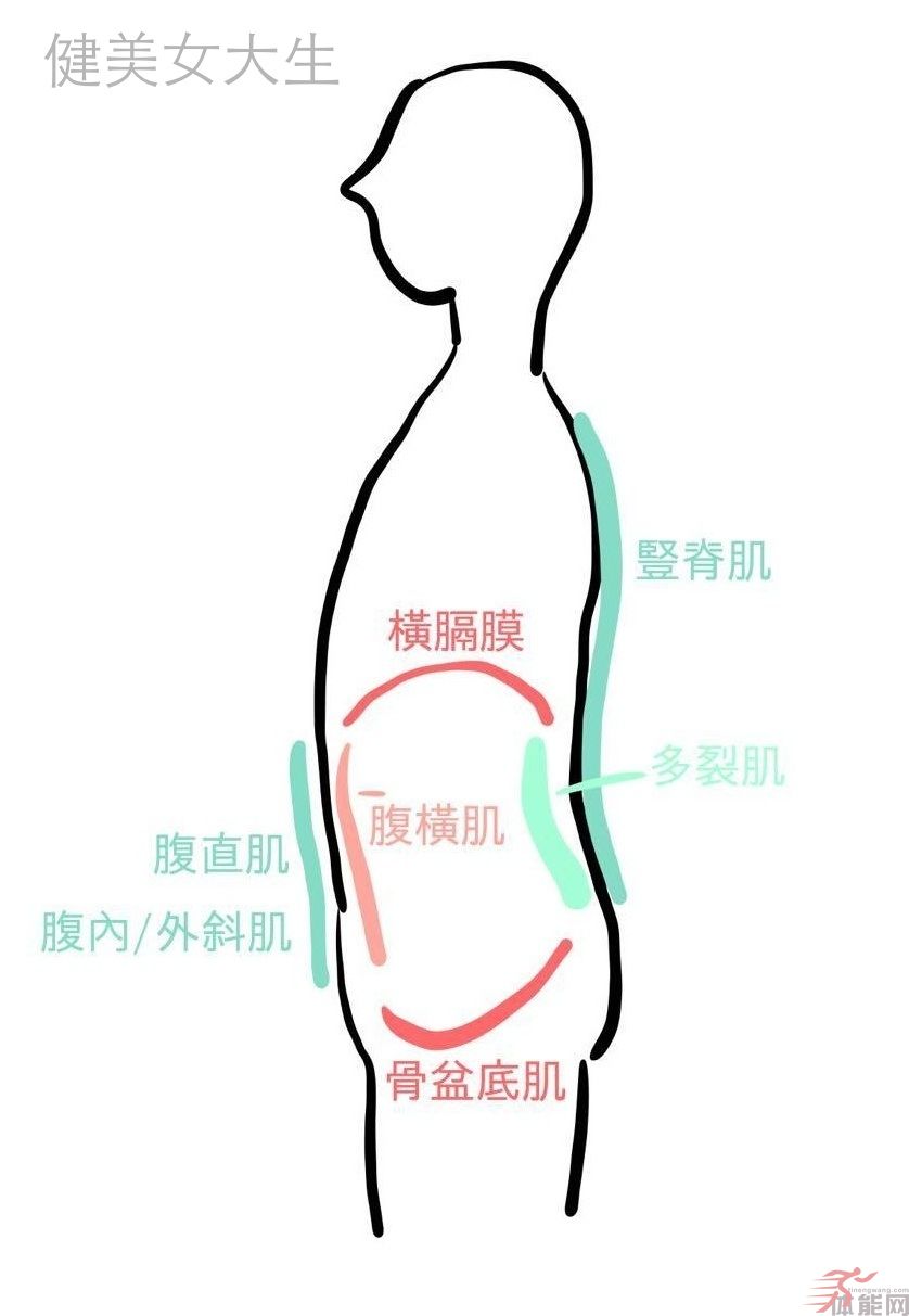 不同的呼吸方式,对姿势与重量训练的影响原来这么大!-第1张图片-体能网 不同的呼吸方式,对姿势与重量训练的影响原来这么大!-第1张图片-体能网