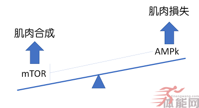 刺激-恢复-适应：不同阶段的MRV