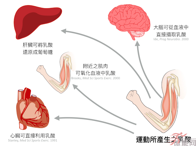 关于乳酸的三个迷思-第6张图片-体能网 关于乳酸的三个迷思-第6张图片-体能网