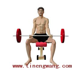 力量训练弯举动作的解剖图-第3张图片-体能网