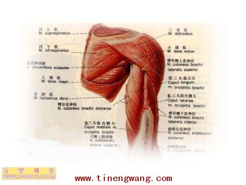 力量训练弯举动作的解剖图-第1张图片-体能网
