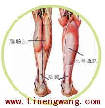 跟腱炎的治疗和康复训练-第2张图片-体能网 跟腱炎的治疗和康复训练-第2张图片-体能网
