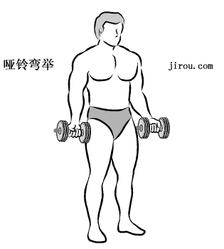 肱二头肌训练动作图解-第2张图片-体能网 肱二头肌训练动作图解-第2张图片-体能网