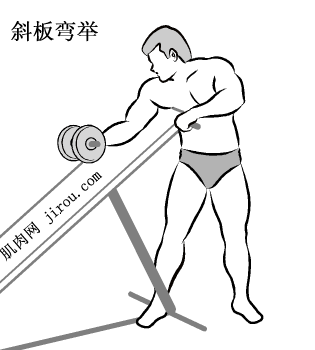 肱二头肌训练动作图解-第4张图片-体能网 肱二头肌训练动作图解-第4张图片-体能网