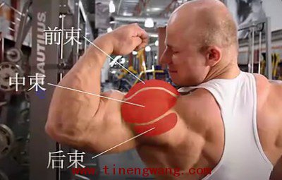 哑铃肩上推举动作详解-第1张图片-体能网 哑铃肩上推举动作详解-第1张图片-体能网