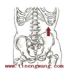 腰疼形成原因分析-第8张图片-体能网