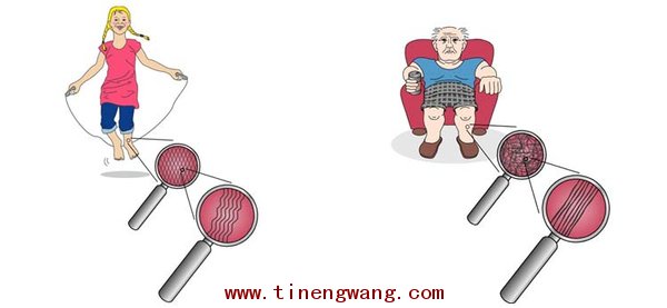 筋膜的解剖、生理功能和训练方法的概述-第6张图片-体能网 筋膜的解剖、生理功能和训练方法的概述-第6张图片-体能网
