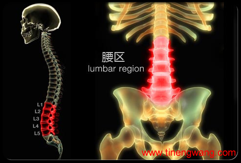 如何预防腰痛-第1张图片-体能网 如何预防腰痛-第1张图片-体能网