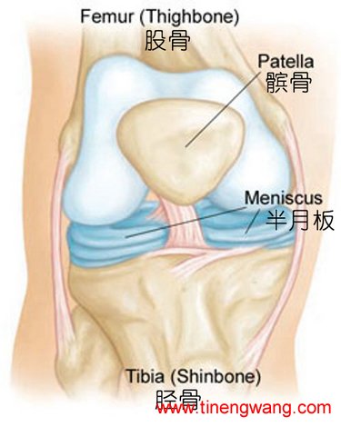 内外侧半月板位置。图片来自：consoleandhollawell.com。