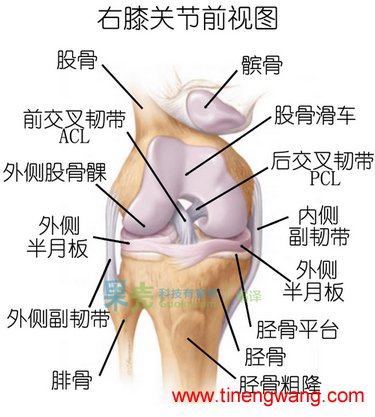 图：膝关节解剖结构及各处韧带。膝关节前交叉韧带防止胫骨过度前移。图片来自：hardsnow.blogspot.com。（配图出现错误，经果壳网友guanjiaoyang指出，已经做出修改。）