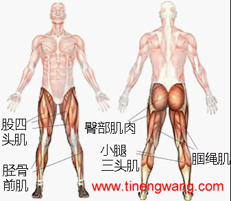 跑步膝的形成因素与预防措施-第3张图片-体能网 跑步膝的形成因素与预防措施-第3张图片-体能网
