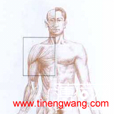 实用拉伸大全-第2张图片-体能网