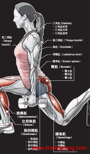 腿部肌群-第4张图片-体能网