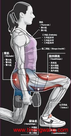 腿部肌群-第7张图片-体能网
