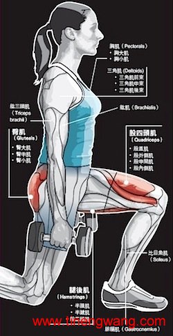 腿部肌群-第1张图片-体能网