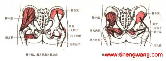 女人如何练就浑圆翘臀?-第41张图片-体能网 女人如何练就浑圆翘臀?-第41张图片-体能网