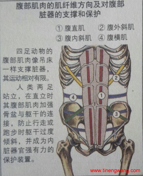 关于腹部训练你必须知道的四件事-第2张图片-体能网 关于腹部训练你必须知道的四件事-第2张图片-体能网
