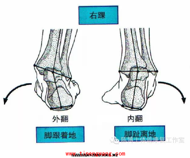 膝盖疼？先查查你的脚是否有问题！-第1张图片-体能网