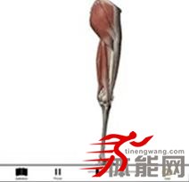 让你明白腿部肌肉为什么要这样拉伸-第12张图片-体能网