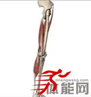 让你明白腿部肌肉为什么要这样拉伸-第13张图片-体能网