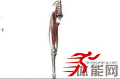 让你明白腿部肌肉为什么要这样拉伸-第4张图片-体能网
