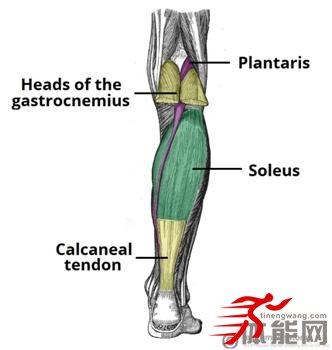 让你明白腿部肌肉为什么要这样拉伸-第21张图片-体能网