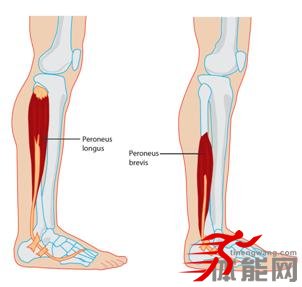 让你明白腿部肌肉为什么要这样拉伸-第28张图片-体能网
