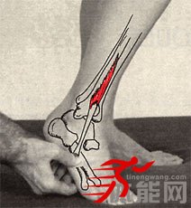 让你明白腿部肌肉为什么要这样拉伸-第16张图片-体能网