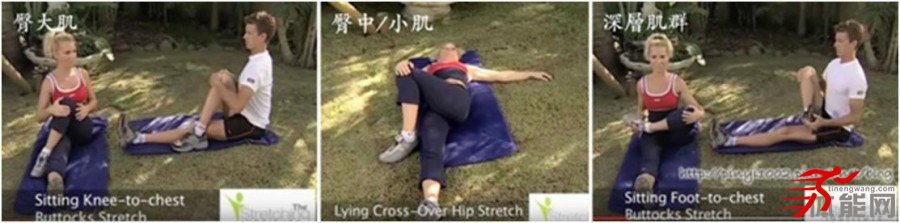 臀部肌肉的解剖和拉伸-第1张图片-体能网