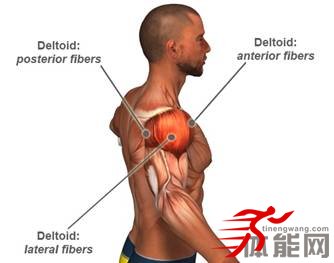 背部肌肉的解剖和拉伸-第23张图片-体能网