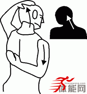 背部肌肉的解剖和拉伸-第25张图片-体能网