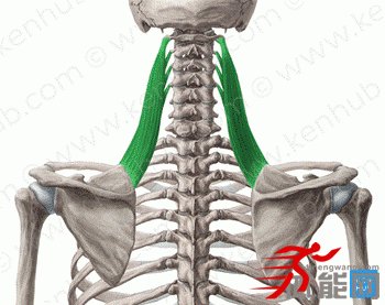 背部肌肉的解剖和拉伸-第15张图片-体能网