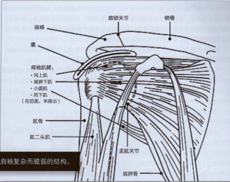 疼痛的肩膀