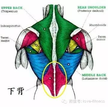 男人强壮看大腿，大腿NB性能力强-第9张图片-体能网