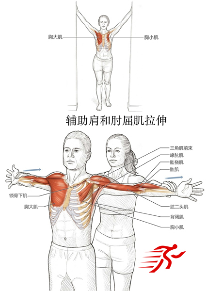肩屈肌和降肌拉伸