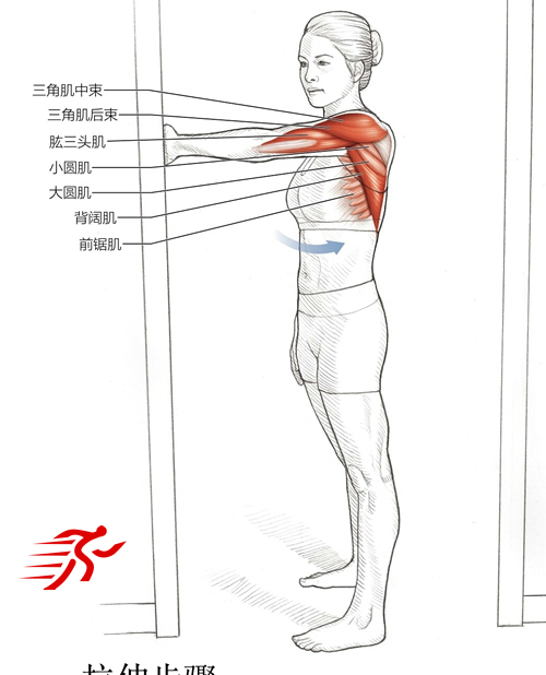 肩伸肌、内收肌和缩肌拉伸