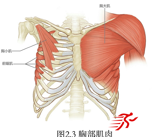 肩部肌肉解剖拉伸